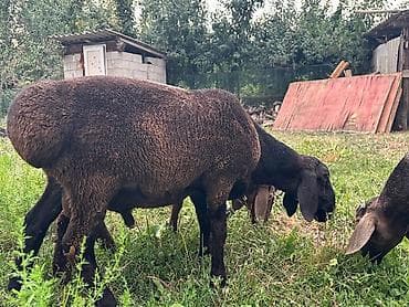 эшек жаныбар: Сатам | Кочкор (эркек) | Союуга, Көбөйтүү үчүн — 2