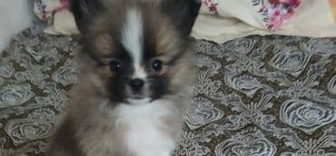 памеранский шпиц: Шпиц, 2 месяца, Самец — 5