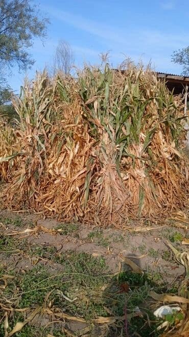 корма для сх животных: Кукурузная ботва/стебли кукурузы, связанные в снопы. - Подходит для — 1