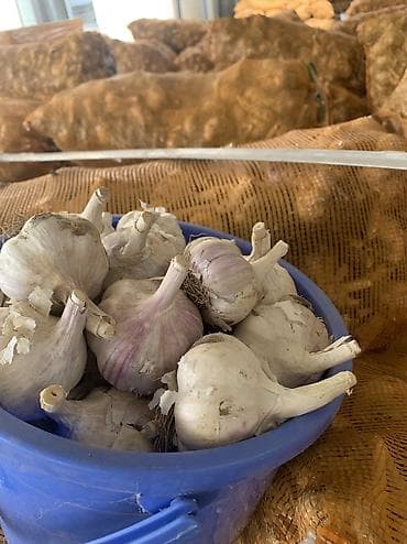 Продукты питания: Чеснок Оптом, Самовывоз, Платная доставка — 1