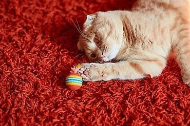 котенок скотиш фолд: Скотиш Фолд (Шотландская вислоухая), 8 месяцев, Мальчик, Рыжий, Приучена к лотку, Проглистована — 4