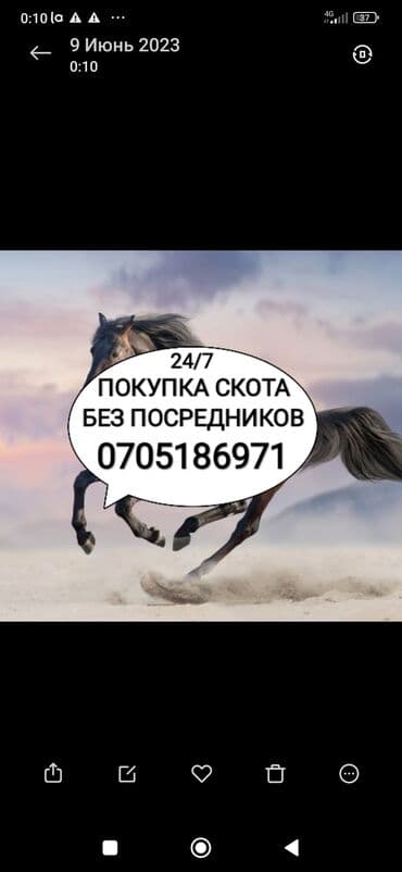 Куплю | Коровы, быки, Лошади, кони | Круглосуточно, Любое состояние, Забитый