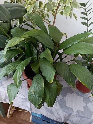 спатифиллюм: Спатифиллум (Spathiphyllum) в горшке. - Крупный экземпляр с плотной — 3