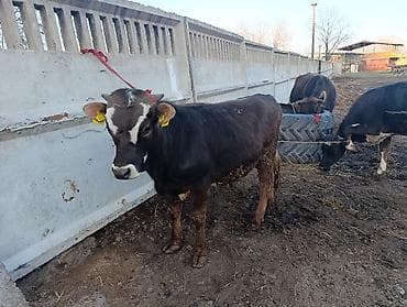 малёк рыбы: Продаю | Бык (самец) | Полукровка | На откорм | Привязанные — 1