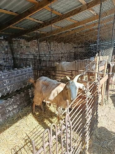 высокоудойная: Продаю | Коза (самка) | Нубийская | Для разведения | Племенные — 2