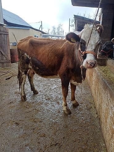 Коровы, быки: Продаю | Корова (самка) | Для разведения | Привязанные — 4