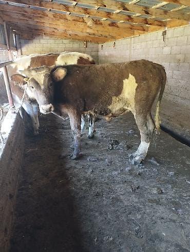 быки оптом: Продаю | Бык (самец) | На откорм | Привязанные — 4