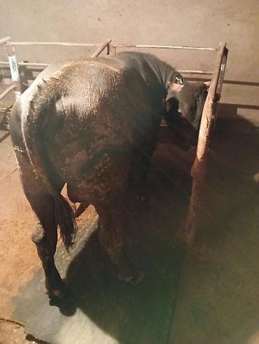 рабочий аттар: Продаю | Бык (самец) | На откорм | Племенные — 2