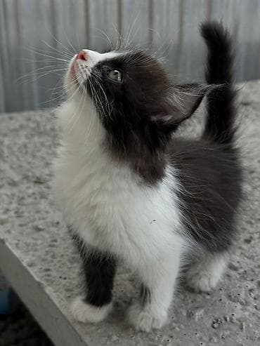 scottish fold: Очаровательный черно-белый котёнок с пушистой шерсткой и — 2
