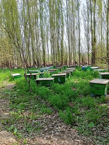 свечи пчелиный воск: Деревянный Ящик — 4