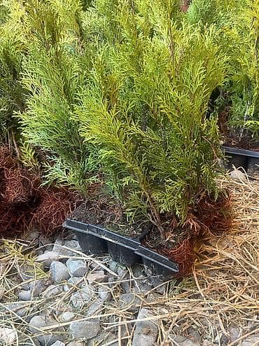 кора для сада: Туя Смарагд - В наличии размеры: 1 м и 2 м (указано на фото). - — 4