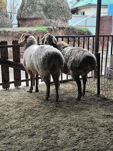 солома купить бишкек: Продаю | Овца (самка) | Арашан | Для разведения | Матка — 2