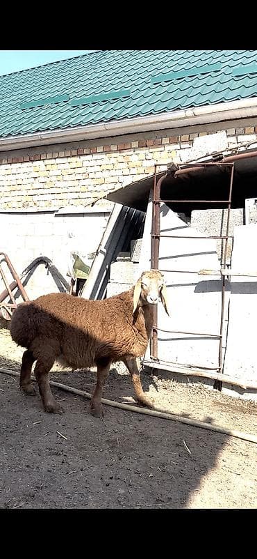 дорпер купить в кыргызстане: Продаю | Ягненок, Баран (самец) | Гиссарская, Арашан | Для разведения | Племенные, Осеменитель — 5