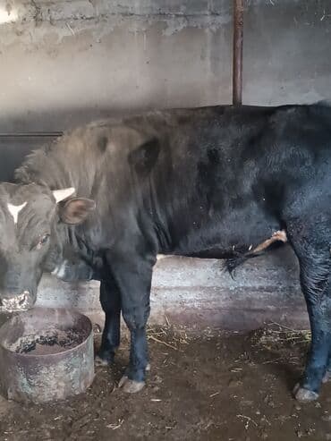 топос животное: Продаю | Бык (самец) | На откорм — 1