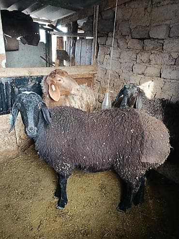 голуби животное: Продаю | Овца (самка) | Для разведения — 1