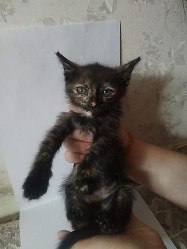 Мышыктар: Котята, помёт разноокрасочный: - Черный короткошёрстный котёнок с — 2