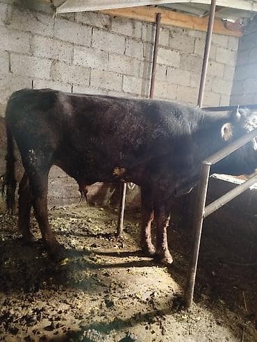 Продаю | Бык (самец) | На откорм