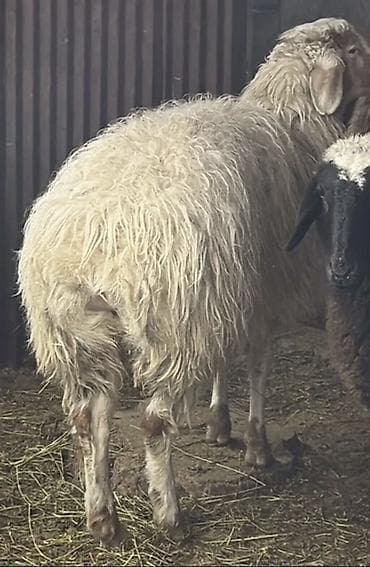 хаски цена собака: Продаю | Овца (самка) — 3