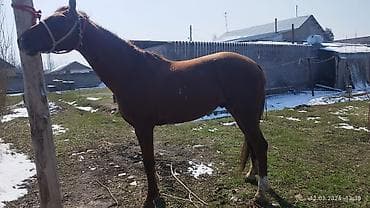 уйлар кара балта: Продаю | Жеребец | Рабочий — 3
