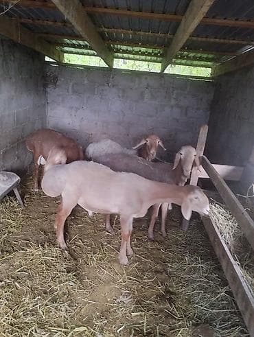 Продаю | Овца (самка) | Для разведения