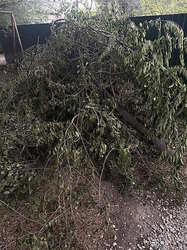 отдам дрова даром: Отдам даром дрова самовывоз район Алматинка/Салиева — 1