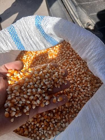 зерно кукурузы: Кукуруза (зерно) в мешках попкорм - Зерно желтых сортов, однородная — 5