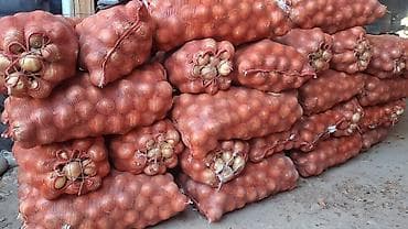 лук овощи: Свежий отборный лук — 2