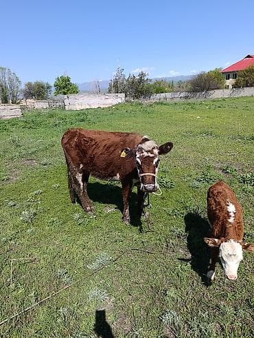 кане корсо собака цена: Продаю | Корова (самка) | Полукровка, Герефорд | Для разведения | Привязанные — 6