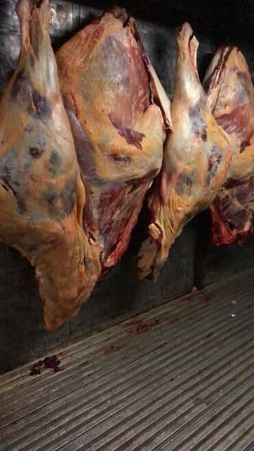 продаю в связи с переездом: Продаю | Корова (самка), Бык (самец), Тёлка — 1