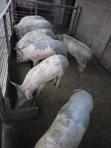 туки: Продаю | Поросенок | На забой — 3