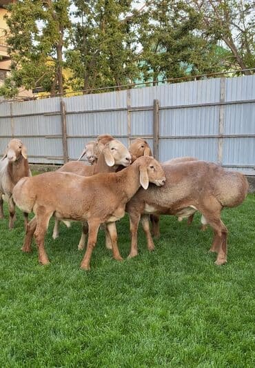 продаю в связи с переездом: Продаю | Баран (самец) | Арашан | Для разведения | Племенные — 5