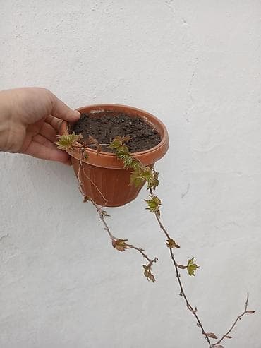 бумажная лоза: Продаю Черенки с корнем от Виноград 'Вичи'. пока что со спящей почкой — 10