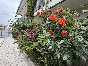 Ысык-Көлдө конок үйлөр: Ысык-Көлдө конок үйү, Иссык-Куль Чолпон-Ата, 5 орун, Жайкы сезон үчүн — 9