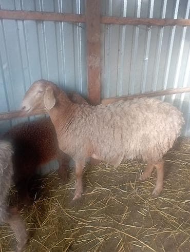 Аквариумы: Продаю | Ягненок | Полукровка | Для разведения | Матка — 1