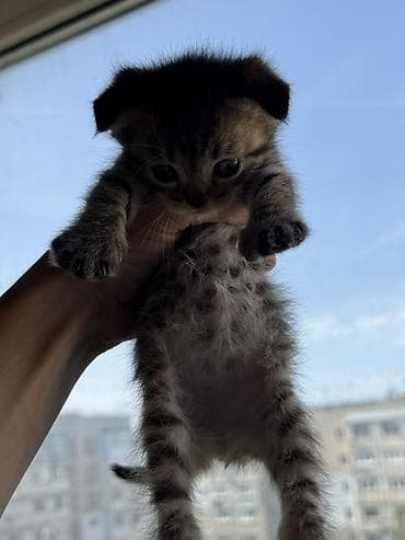 Кошки: Шотландские вислоухие котята (скоттиш-фолд), окрас: тигровый/серый — 2