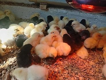 мясо кролик: Продаю | Цыплята | Бройлерная | На забой — 6