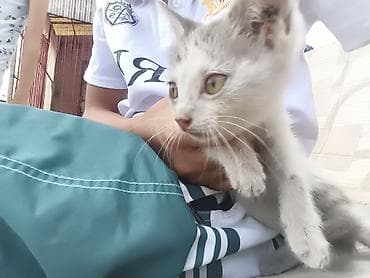 scottish fold: Котёнок серо-белого окраса с янтарными глазами. отдам в добрые руки — 2
