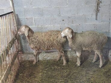 кошка на вязку: Продаю | Овца (самка) | Для разведения | Матка — 2