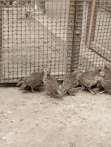 Продаю подростков кекликов — 1