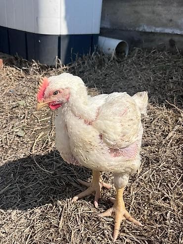 Товары и оборудование для с/х животных: Продаю | Куры | Бройлерная | На забой — 1