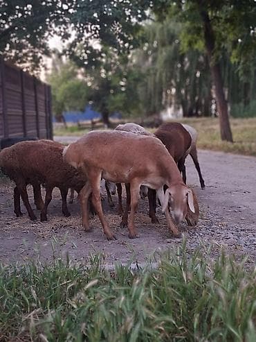 кох брама: Продаю | Овца (самка) | Эдильбаевская | На забой — 3