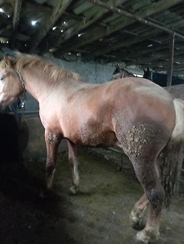 Продаю | Конь (самец) | Рабочий | Мерин