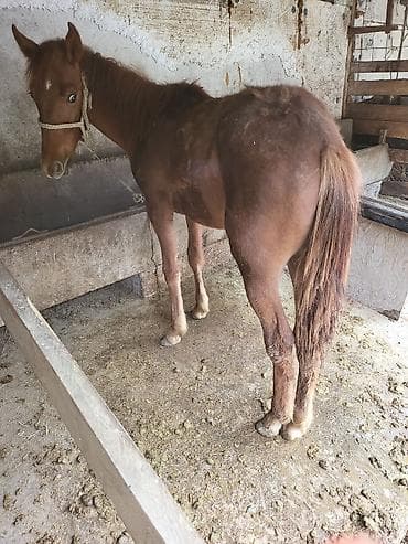 кошка вислоухая: Продаю | Кобыла (самка) | Рабочий — 3