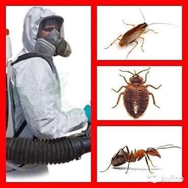 Клининговые услуги: Дезинфекция, дезинсекция, | Клопы, Муравьи, Тараканы, | Подъезды, Транспорт, Кафе, магазины — 2