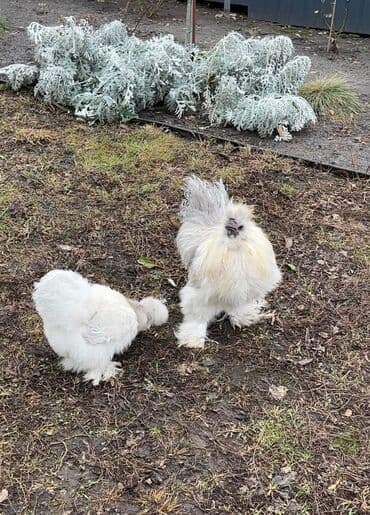 купить карликовых курей: Продаю | Петух, Куры — 2