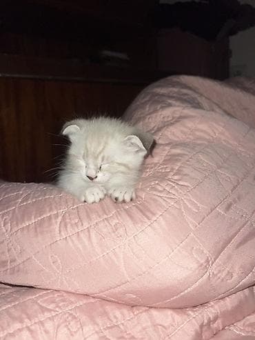 кошка тайская: Сиамская, 2 месяца, Мальчик, Приучена к лотку — 2
