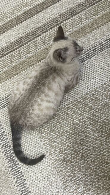 русская дымчатая кошка: Тайская, 4 месяца, Мальчик, Приучена к лотку — 2