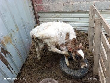 соль для животных: Эркек торпок сатылат жеп ичкени жакшы Жем чоп жейт Особенности: - — 1