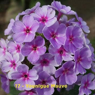 полевые цветы: Флоксы многолетниецветут всё лето, с приятным ароматом — 1