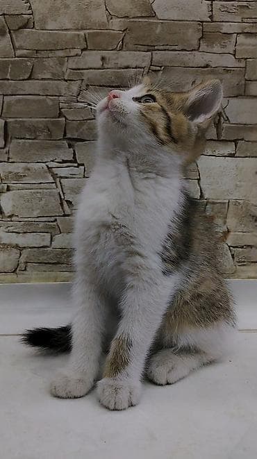 где можно взять кошку: Котёнку 2 месяца, к лотку приучен ещё с первого месяца. Кушает корм — 4